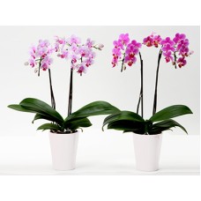 RinRin and  RanRan (2 Pot)