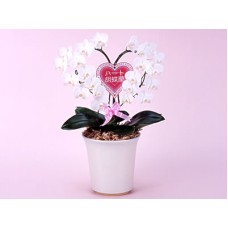 Heart Phalaenopsis Orchid