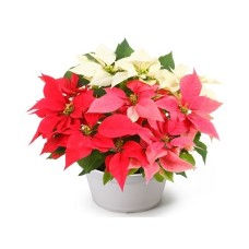 Poinsetia-Illumination-