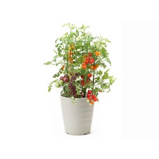 Mini tomato 3 color mix