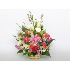 Coming(Arrangement)