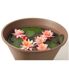 Water lily~Suiren~
