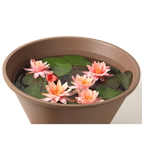 Water lily~Suiren~