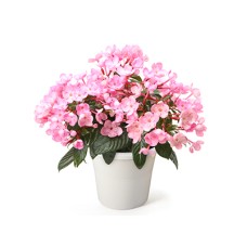 Luculiaâ€œcoco