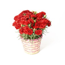 Carnation Cantabile
