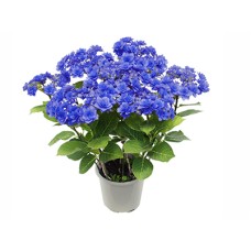 Hydrangea~ Himiko~