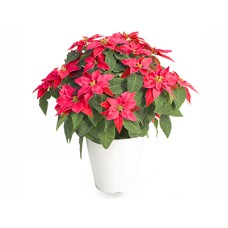 Prinsetia-Rouge-