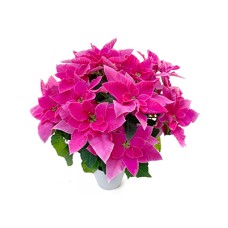Prinsetia-Rosa-