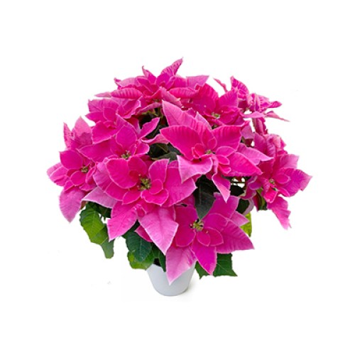 Prinsetia-Rosa-