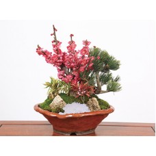 Bonsai 