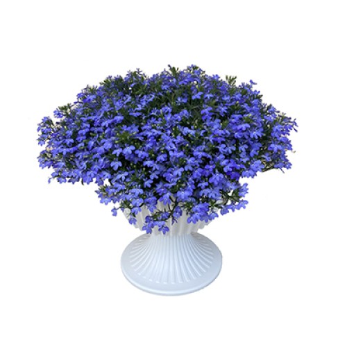 Azzurro Compact