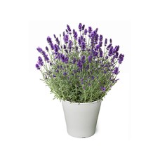 English Lavender~Honoka~