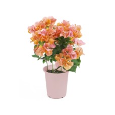 Bougainvillea~California Orange~