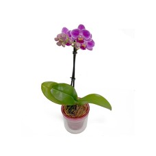 Middy Phalaenopsis Aqua pot