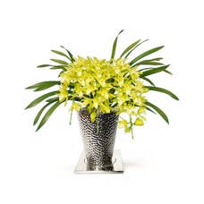 Cymbidium Arch Green
