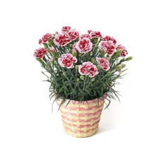 Carnation ~Strawberry Cream~