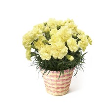 Carnation ~Honey Moon~