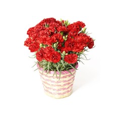 Carnation ~Fairy Smile~