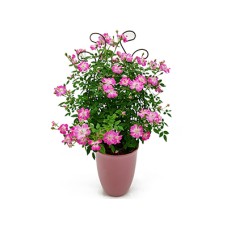Trellis style climbing rose