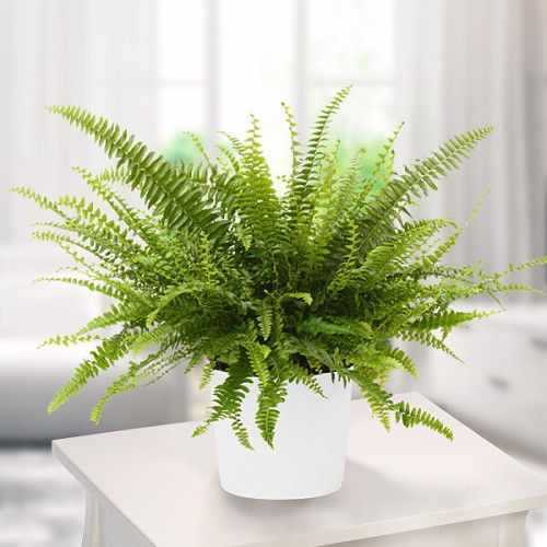 Sword Fern