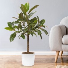 Gum Tree (Ficus Elastica)