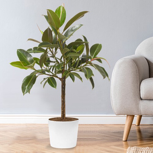 Gum Tree (Ficus Elastica)