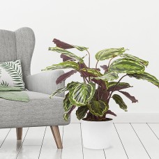 Calathea Medallion
