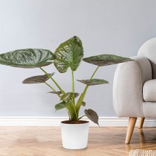 Arrow Leaf (Alocasia wentii)