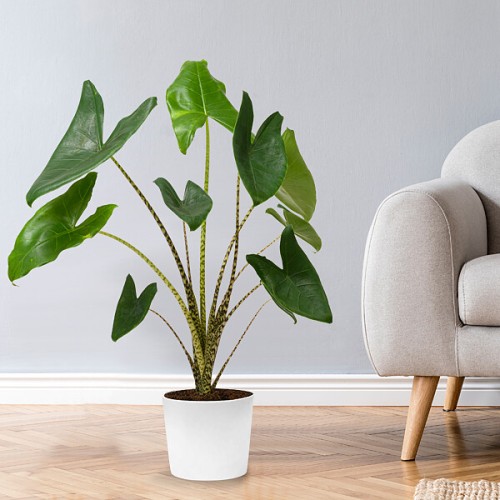 Arrow Leaf (Alocasia Zeberina)