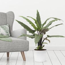 Arrow Leaf (Alocasia Lauterbachiana)