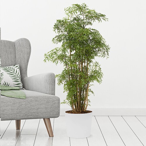 Aralia