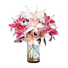 Summerburst Lilies Summerburst Lilies