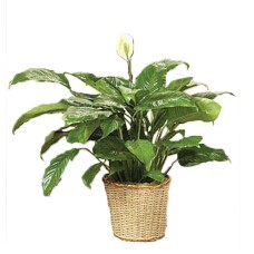 Classic Peace Lily Plant