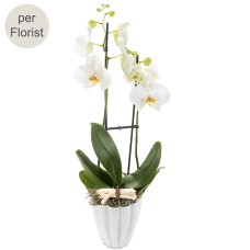 White orchid in a pot White orchid in a pot