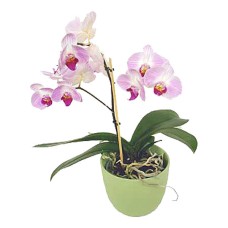 Orchid in a pot Orchid in a pot
