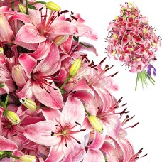 Bunch of lilies Bunch of lilies