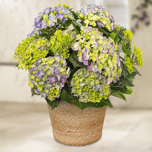 Blue Hydrangea in a sea grass basket