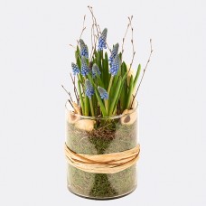 Muscari-Dream