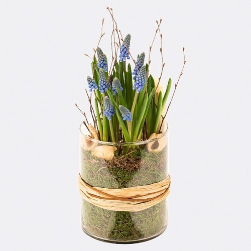 Muscari-Dream