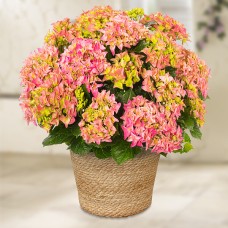 Light Pink Hydrangea in a sea grass basket