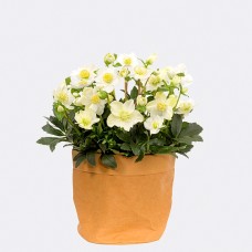 White Snow Rose in Kraft Pod Easy natural coloured