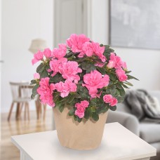 Pink Azalea 1