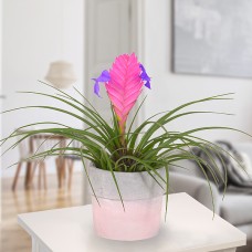 Tillandsia Cyanea in pink pot
