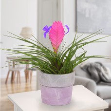 Tillandsia Cyanea in lilac pot