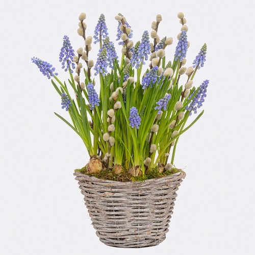 Grape hyacinths in a basket