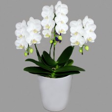 Super Amabilis Standard