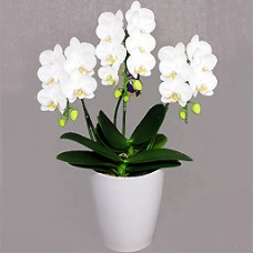 Super flax Billiton scan Standard