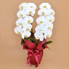 Phalaenopsis white 2 plants (18 flowers or more)