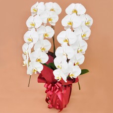 Phalaenopsis white double stand (more than 22 flowers)