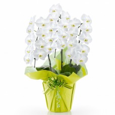 Phalaenopsis white 3 plants (27 flowers or more)